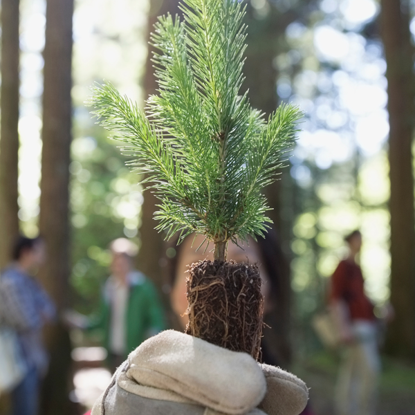 hand holding tree sapling