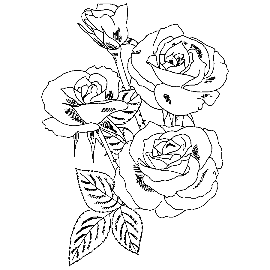 Flora Rose Engraving Design