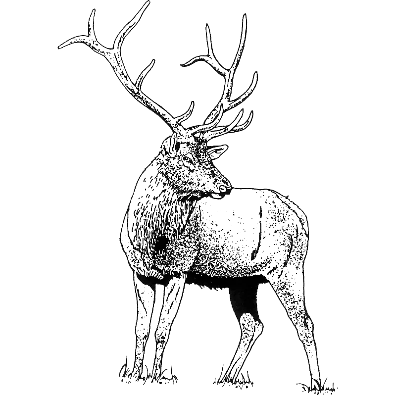 Elk Engraving Design