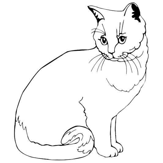 Cat Engraving