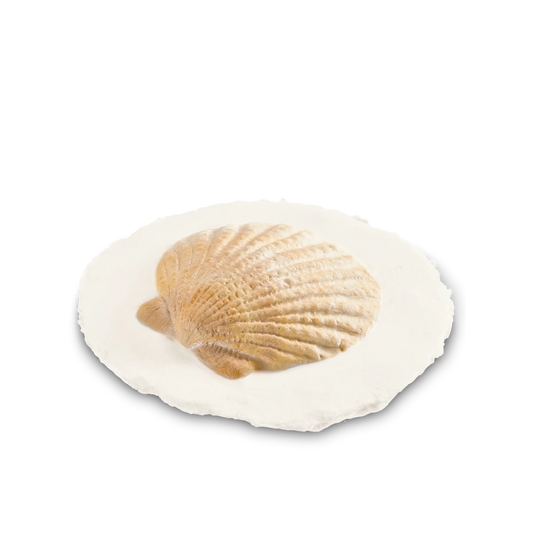 Shell Token Biodegradable Pack of 6 Tokens